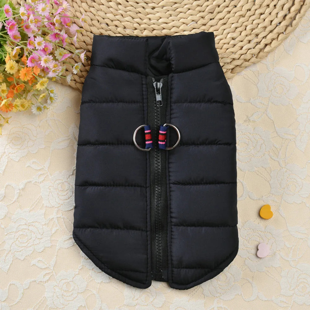 Winter clothes for dogs