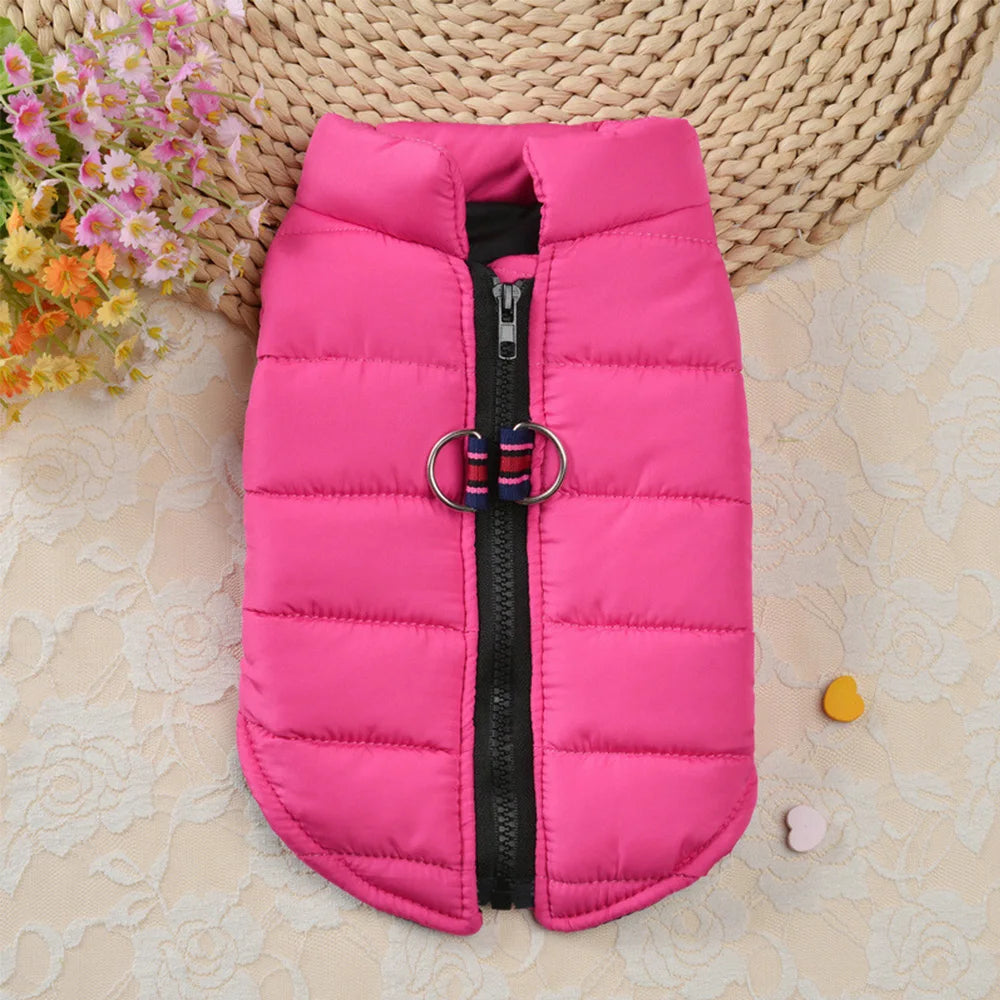 Winter clothes for dogs