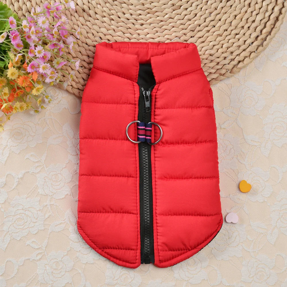 Winter clothes for dogs