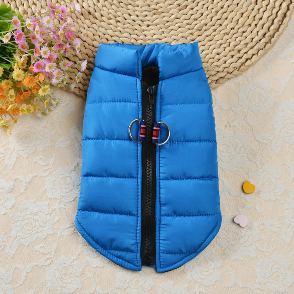Winter clothes for dogs