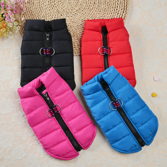 Winter clothes for dogs